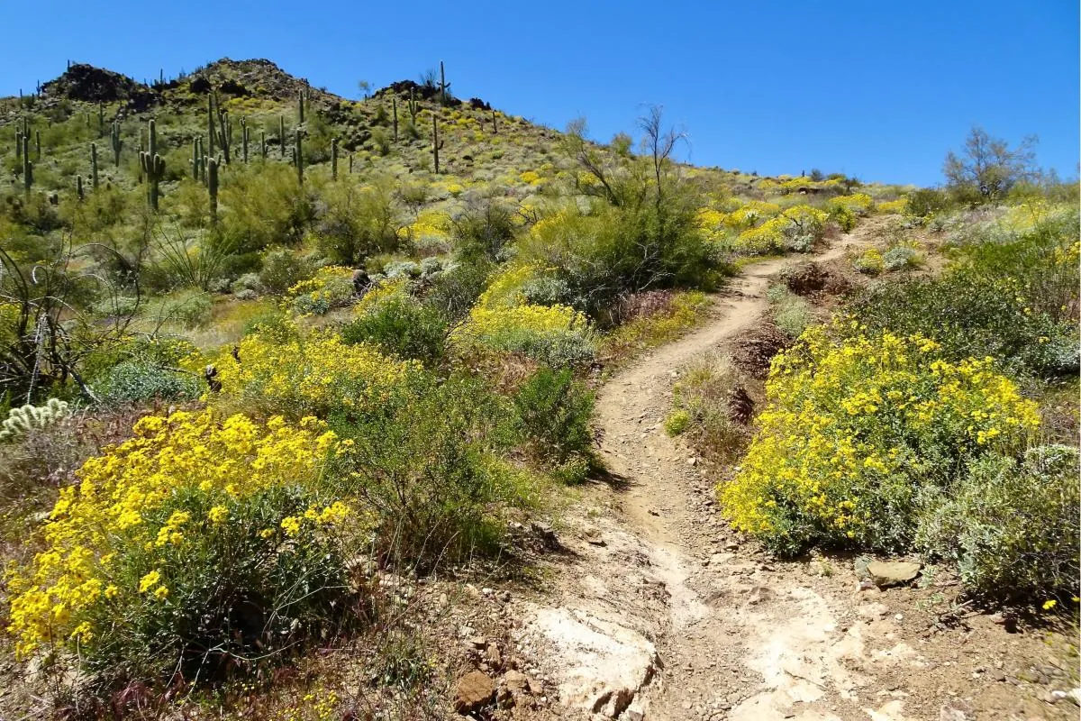 Spring wildflowers along a desert trail